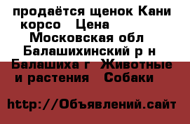 продаётся щенок Кани корсо › Цена ­ 40 000 - Московская обл., Балашихинский р-н, Балашиха г. Животные и растения » Собаки   